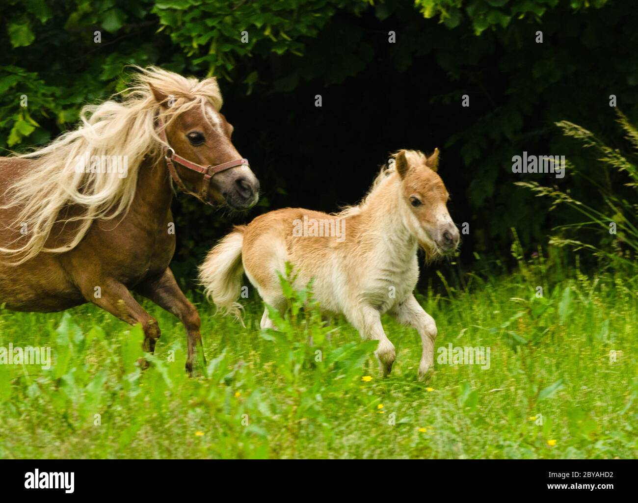 A very small and cute foal of a chestnut shetland